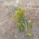 Larson, 30 years old, Kiambu, Kenya
