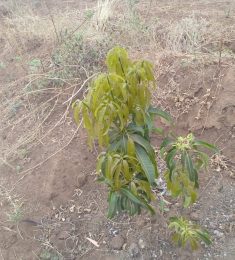 Larson, 30 years old, Straight, Man