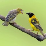 Kasoo, 37 years old, Ruiru, Kenya