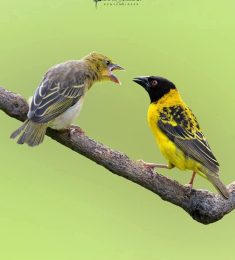 Kasoo, 37 years old, Straight, Man